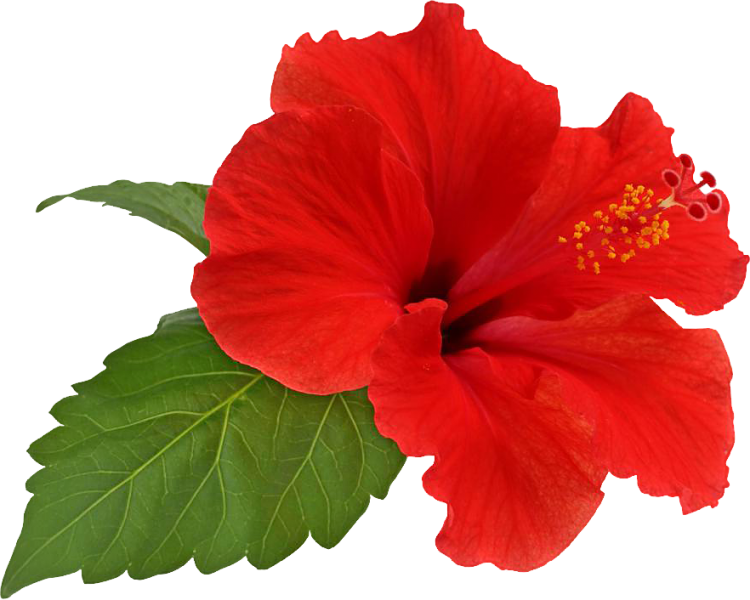 জুঁই